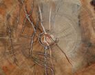 Araucaria Petrified Wood Slab - x #6785-2